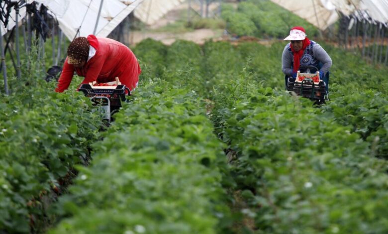 اجتماع مغربي-إسباني للتعاقد مع عاملات الفراولة ابتداءا من يناير المقبل