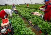 انطلاق عملية التعاقد مع 4000 عاملة مغربية لموسم الفواكه الحمراء بإسبانيا