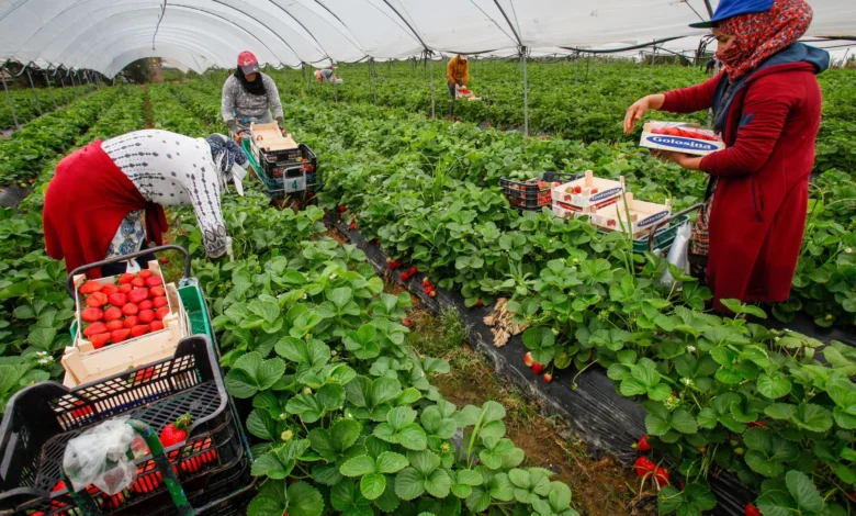 انطلاق عملية التعاقد مع 4000 عاملة مغربية لموسم الفواكه الحمراء بإسبانيا