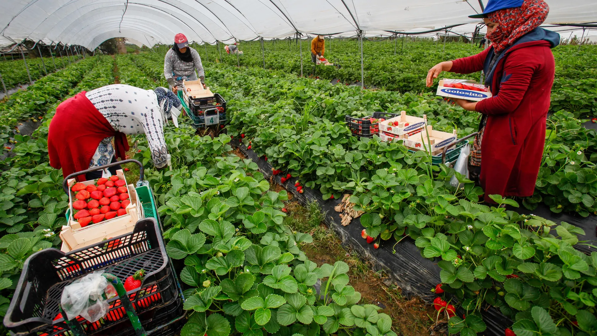 انطلاق عملية التعاقد مع 4000 عاملة مغربية لموسم الفواكه الحمراء بإسبانيا